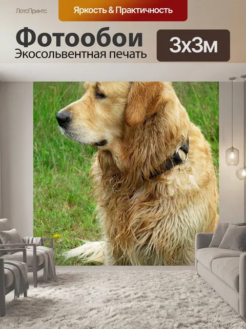 Фотообои Золотистый ретривер
