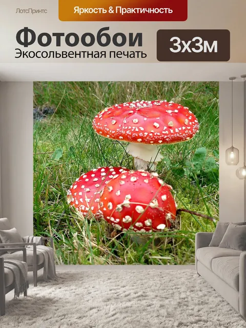 Фотообои Грибы