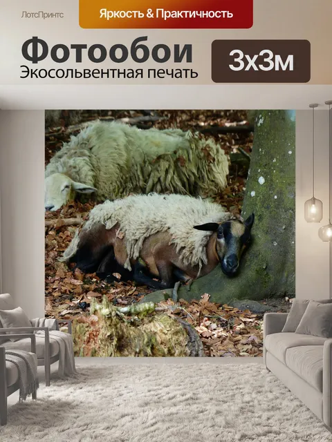 Фотообои Овец
