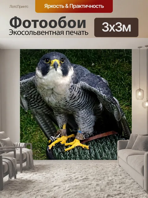 Фотообои Домашнее животное Сокол Птица