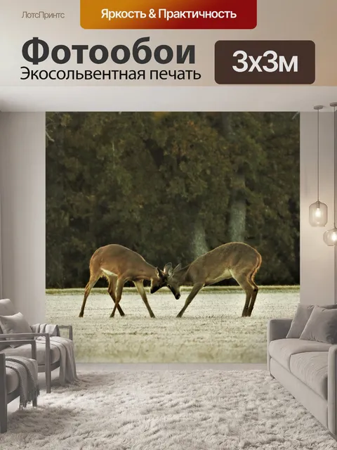Фотообои Два молодых самца оленя играют осенью
