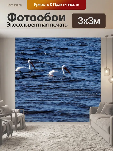 Фотообои Пара белых Пеликаны Плавание