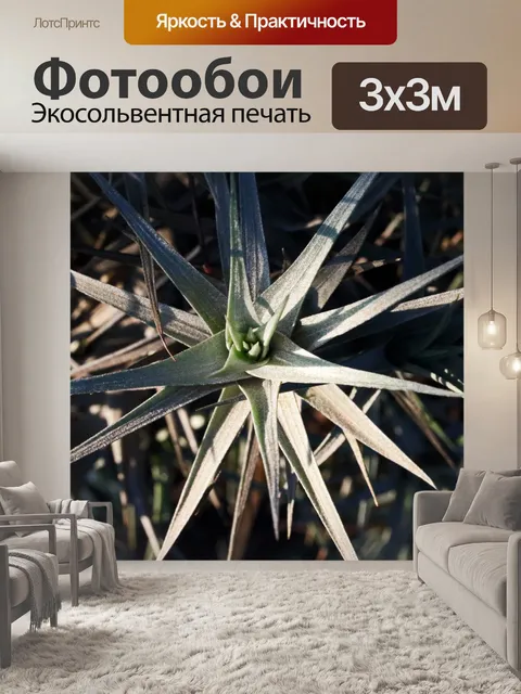 Фотообои гроздь листьев на эпифите