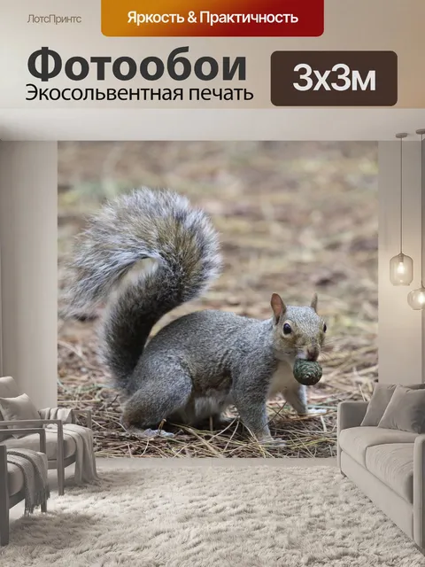 Фотообои Серая белка