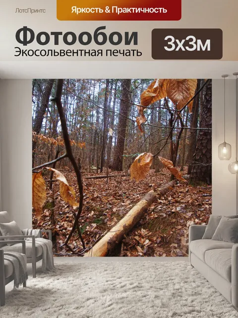 Фотообои Вернуться в лесу