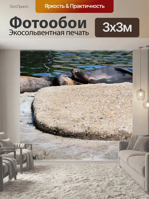 Фотообои Морские львы 04 (серия 22)
