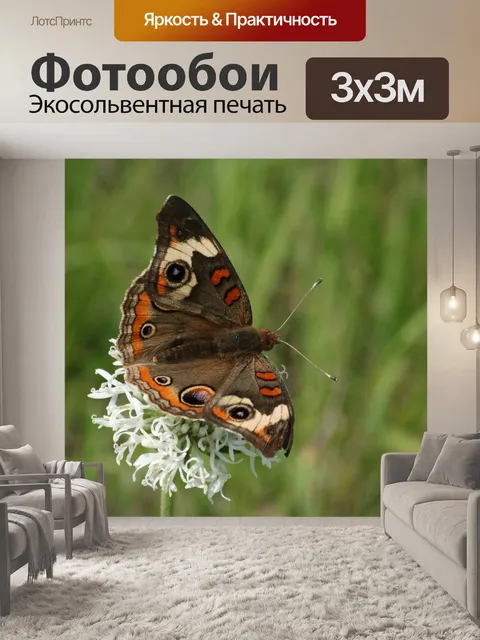 Фотообои Бабочка Бакай на белом цветке