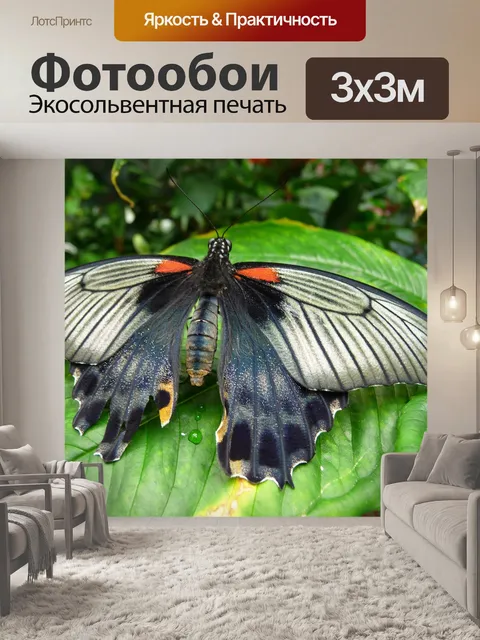 Фотообои Бабочка