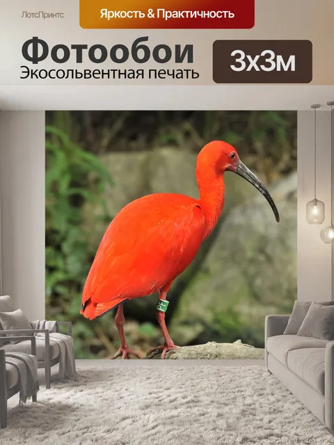 Фотообои Красный ибис