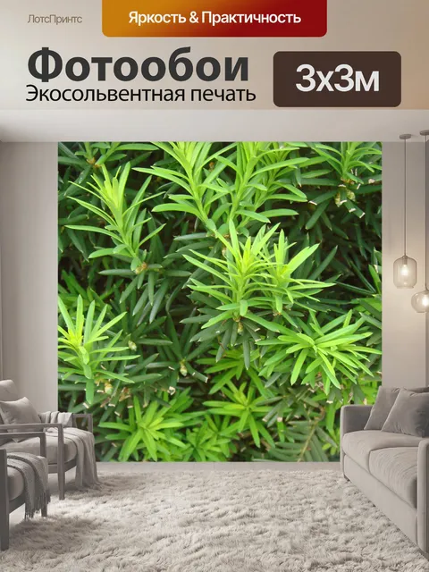 Фотообои Вечнозеленый кустарник