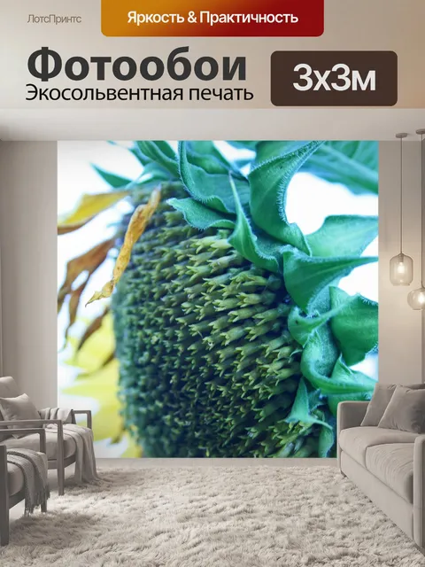 Фотообои вид сбоку семенной головки подсолнечника