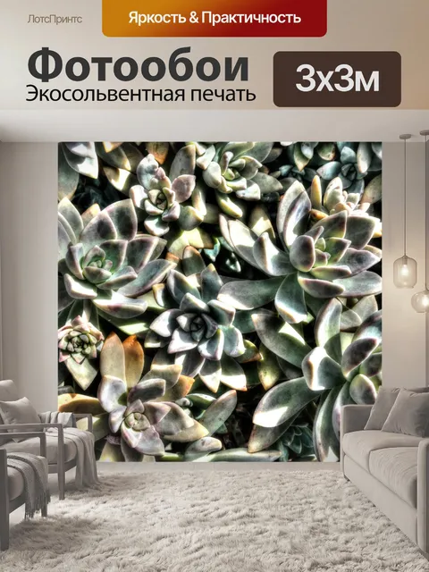 Фотообои Суккуленты