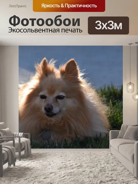 Фотообои Оранжевый шпиц в золотом свете