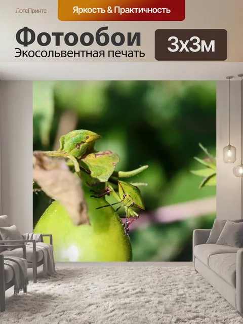 Фотообои зеленый щит жук на помидоре