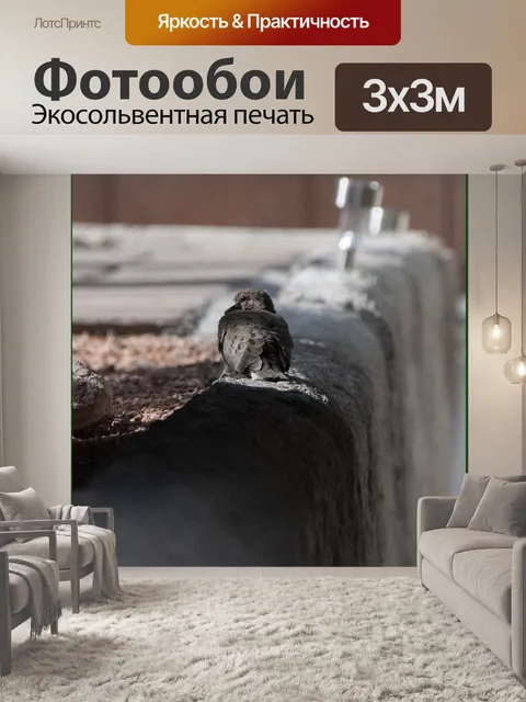 Фотообои Утренний голубь