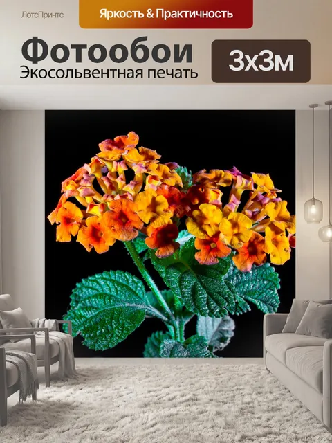 Фотообои Кабриолет роза