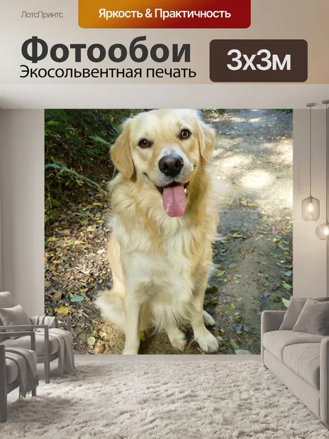 Фотообои Золотистый ретривер