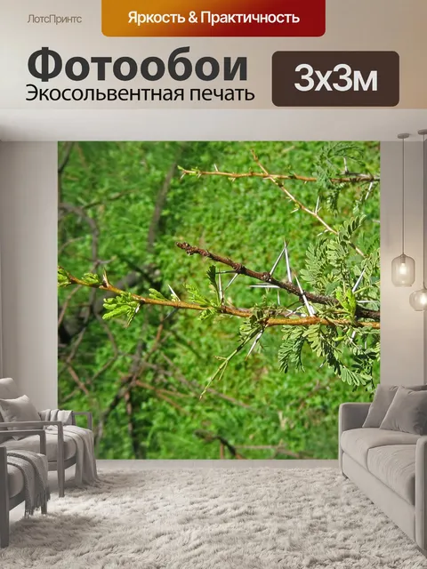 Фотообои Длинные белые шипы на акации