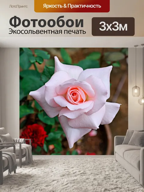 Фотообои Роза