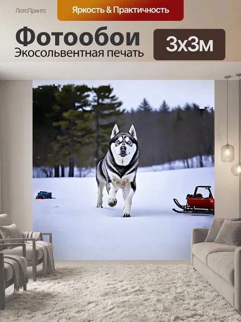 Фотообои хаски с белой шерстью и пронзительными голубыми глазами