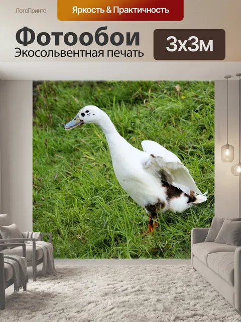 Фотообои Белая утка