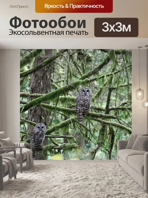 Фотообои Сова