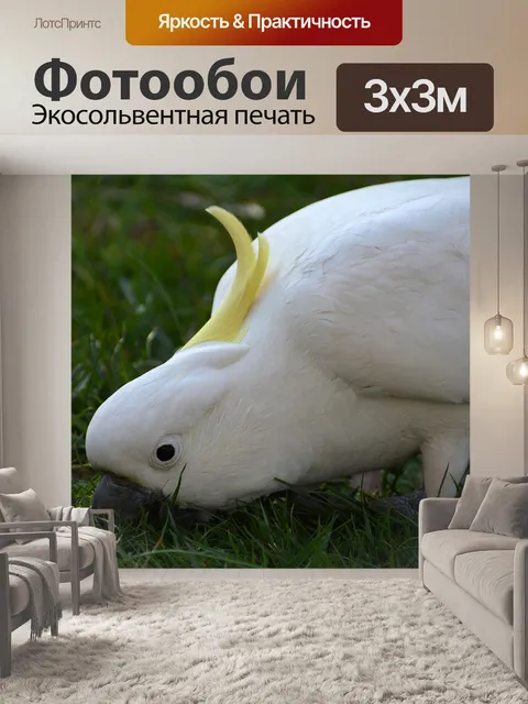 Фотообои Какаду