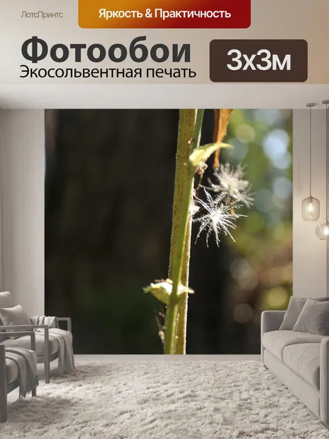 Фотообои Блик