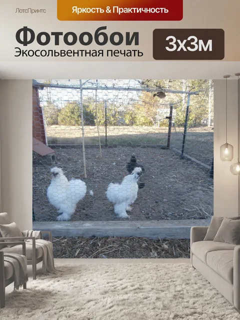 Фотообои Бархатные Куры