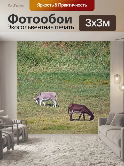 Фотообои ослы, пасущиеся в долине