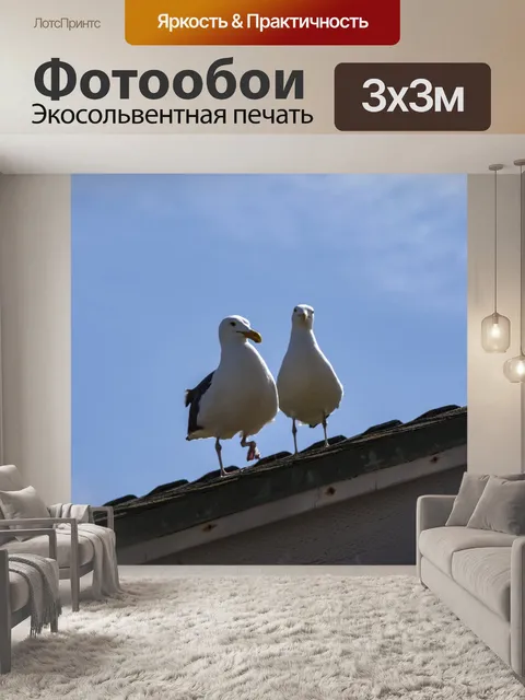 Фотообои Пара чаек
