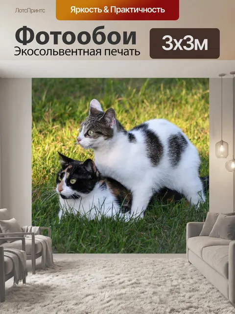 Фотообои Кошка
