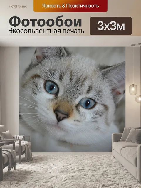 Фотообои Кошка