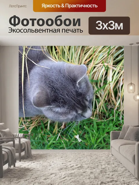Фотообои Глава серый кот