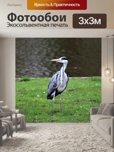 Фотообои Серая цапля в Амстердаме