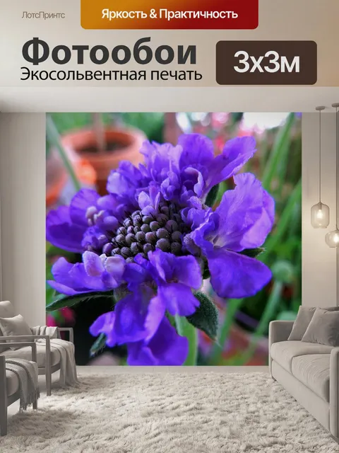 Фотообои Анемон