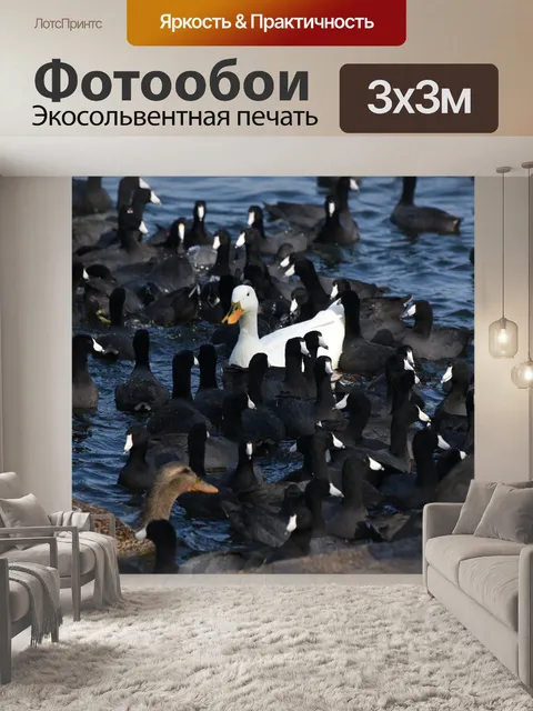 Фотообои Одна белая утка