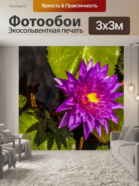 Фотообои Красивый цветок лотоса кувшинки