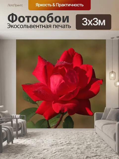 Фотообои Красная роза и роса крупным планом