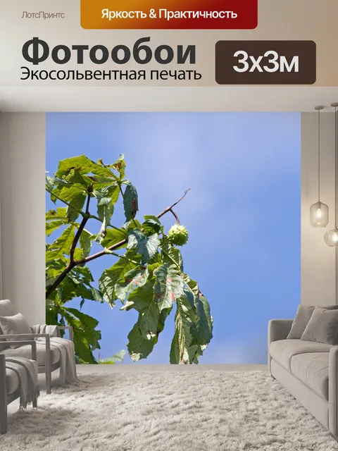 Фотообои Конский каштан дерево