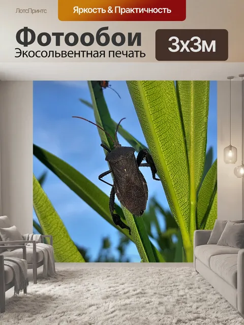 Фотообои Жук