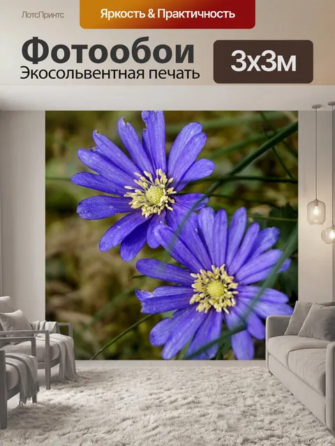 Фотообои Анемона