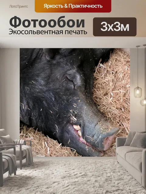 Фотообои Черная свинья
