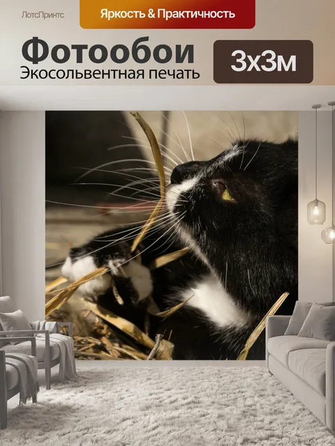 Фотообои Кошка