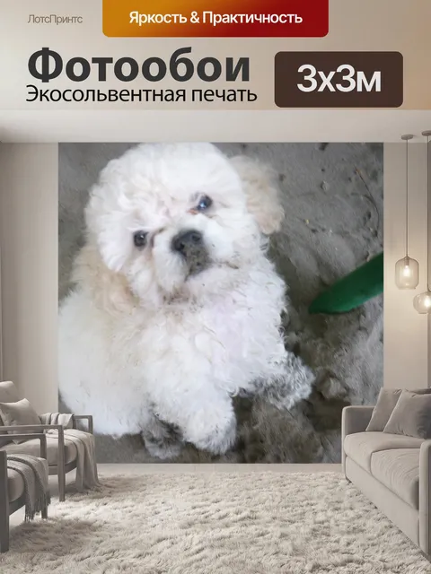 Фотообои Мини французский пудель щенок