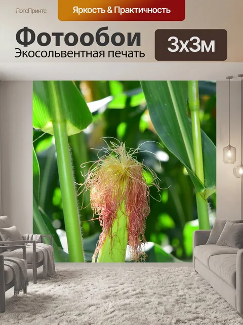 Фотообои Кукуруза