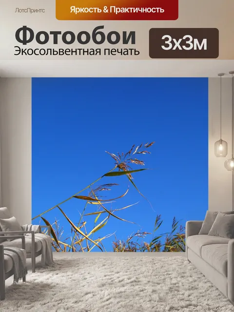 Фотообои Тростник