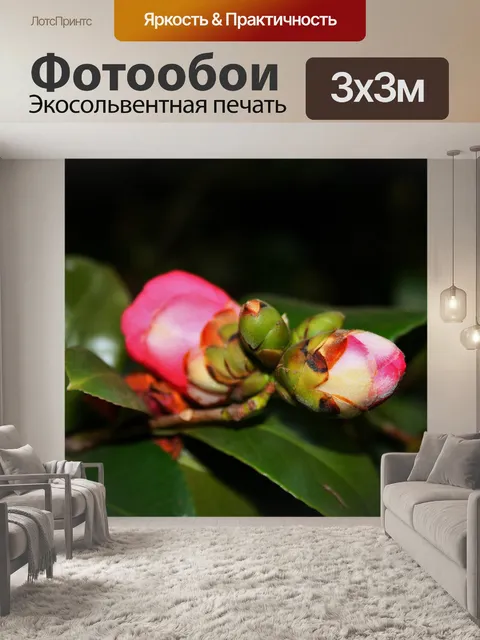Фотообои арошса бутоны