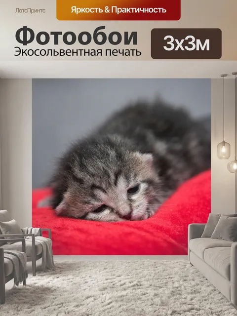 Фотообои Котенок