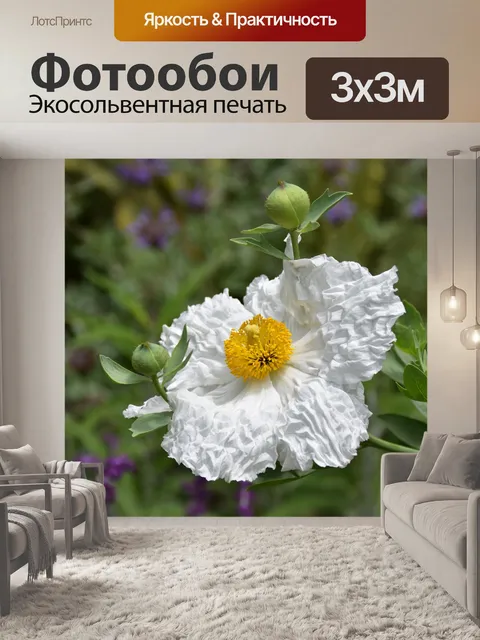 Фотообои матилия маки